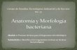 Anatomía y morfología bacteriana