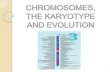 Chromsome, karyotype, and evolution