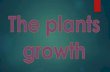 The plants growth