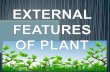 External features of plant