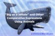 Teaching English Grammar: Comparative expressions using animals