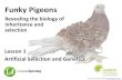 Funky Pigeons - Lesson 1 Artificial Selection and Genetics