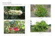 Prunus ilicifolia   web show