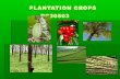 Plantation crop rc30503 rubber 2