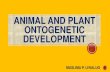 Ontogenetic Development of Drosophila
