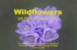 Wildflower Class - April, 2008