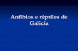 Anfibios E RéPtiles De Galicia