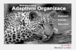 Budování a rozvoj adaptivní organizace