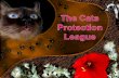 The Cats Protection League