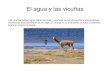 Diapositivas de la vicuña