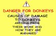 Danger for donkeys