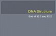 Dna structure 12.1 and 12.2 students