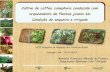 Aymbiré Francisco Fonseca -  Cultivo de coffea canephora conduzido com arqueamento de Plantas jovens em Condição de sequeiro e irrigado