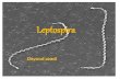 Leptospira azadi