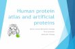Folding: human protein atlas and artificial proteins