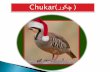 Chukar, Chukar Partridge