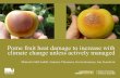 Pome fruit heat damage to increase with climate change unless actively managed - Malcolm McCaskill