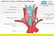 Anatomy of thyroid glands anterior view medical images for power point