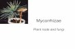 Mycorrhizae SLIDESHARE