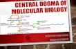 CENTRAL DOGMA IN MOLECULAR BIOLOGY- Folding