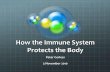 How the Immune System Protects Your Body