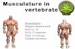 Musculature in                    vertebrates