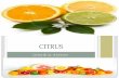 Citrus (Production Technology and diseases)
