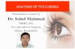 Anatomy of cornea of dr. sohel mahmud