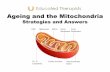 Atp and mitochondria