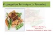 production technology of tamarind