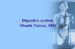 Digestive system - anatomy