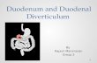 Duodenum and duodenal diverticulum
