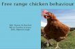 Free Range chicken Behaviour, Harun Rashid