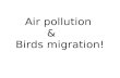 Air pollution and Bird's migeration by zainab amjad