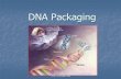 Chromosomes and dna packaging