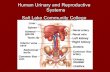 Urinary and Reproductive Systems