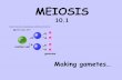Meiosis and Heredity