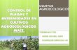 Maiz. cultivo agroecologico