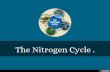 The Nitrogen Cycle .