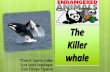 Killer Whale [Save the World]