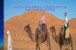 Camel Ride, Bedouin Dinner and Star Gazing in Sinai
