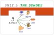 unit 3 science: the five senses
