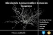 Bioelectric Communication Between Neurons