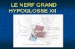 Nerf grand hypoglosse