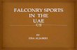 Falconry sport in the uae