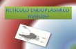 reticulo endoplasmatico rugoso, proteinas transmembrana de uni y multipaso