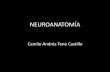 Patologias y Traumatismos oseos y de estructuras neurovasculares