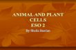 Plant and animal cells2