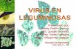 Virus en leguminosas   original