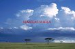 Massai mara